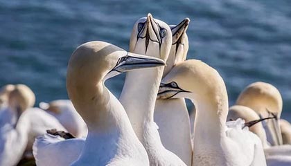 Siuuuuuu！C罗小角度推射破门，菲利克斯助攻，利雅得胜利2-0领先