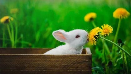 Siuuuuuu！C罗小角度推射破门，菲利克斯助攻，利雅得胜利2-0领先